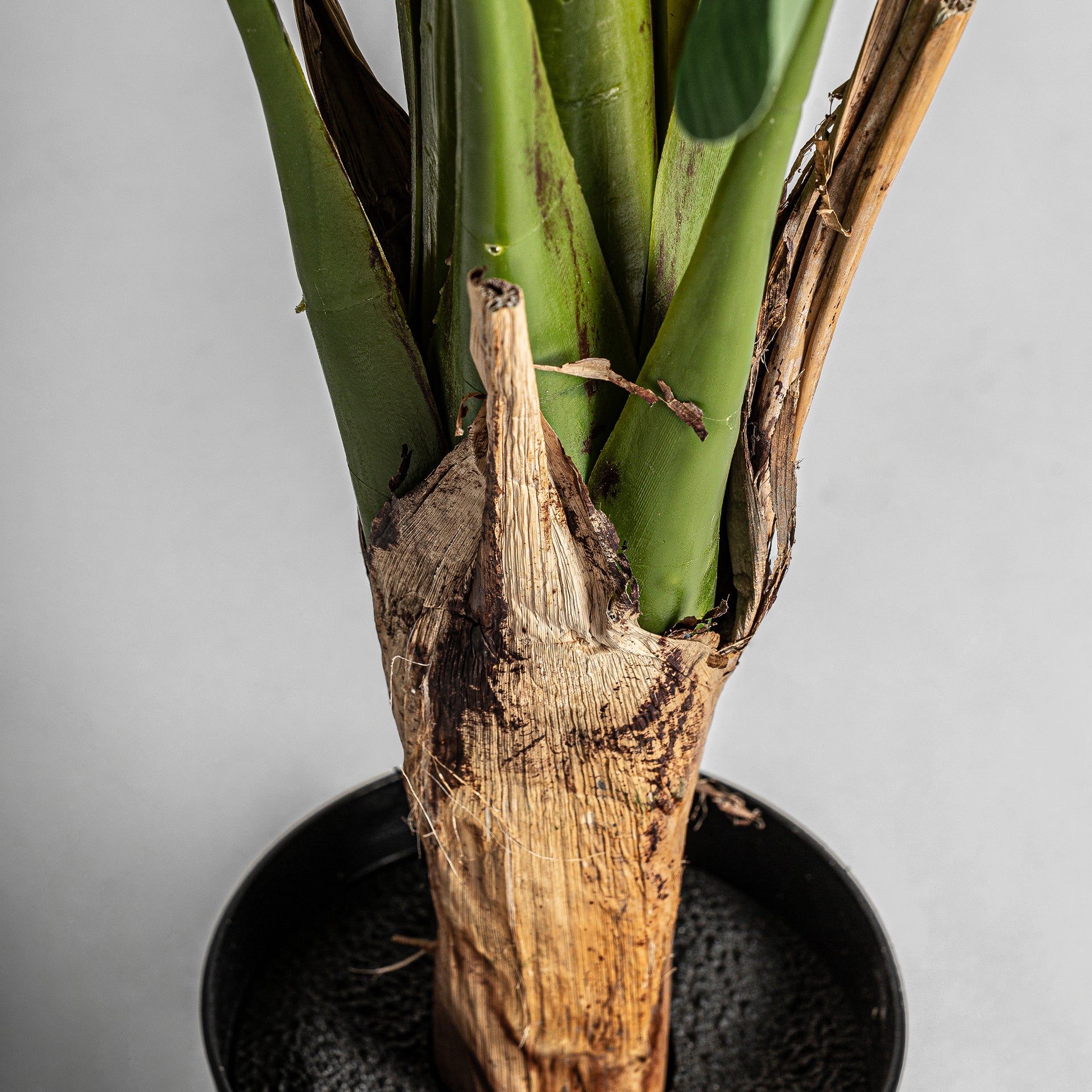 BANANERA PLANT